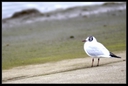 PICT0039.jpg