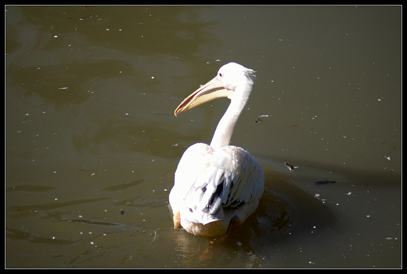 PICT0997.jpg