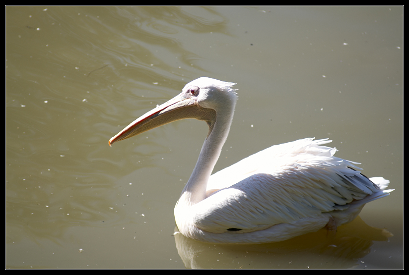 PICT0999.jpg