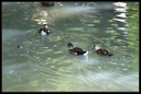 PICT0995.jpg