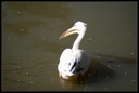 PICT0997.jpg