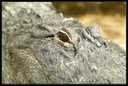 PICT1126.jpg