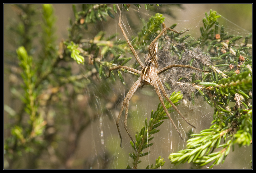 Macro_Hostens-11.jpg