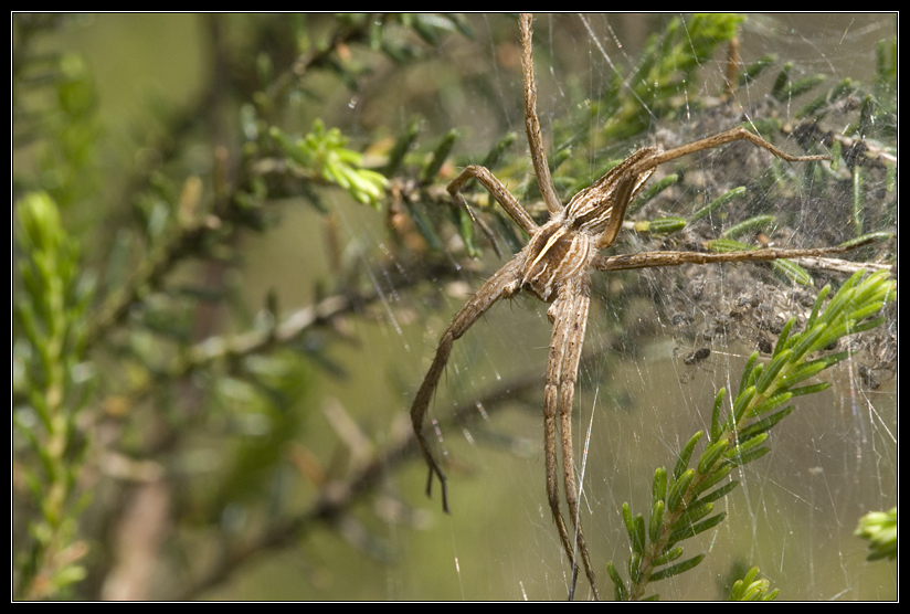 Macro_Hostens-13.jpg