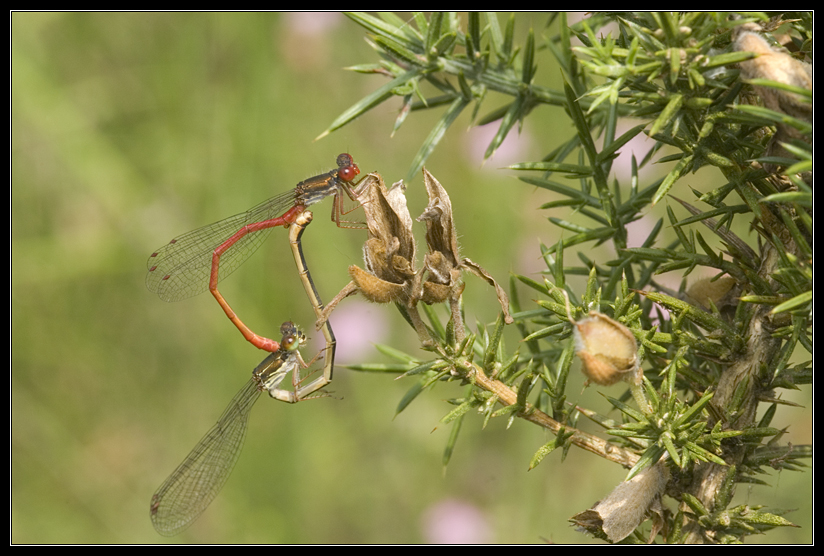 Macro_Hostens-16.jpg