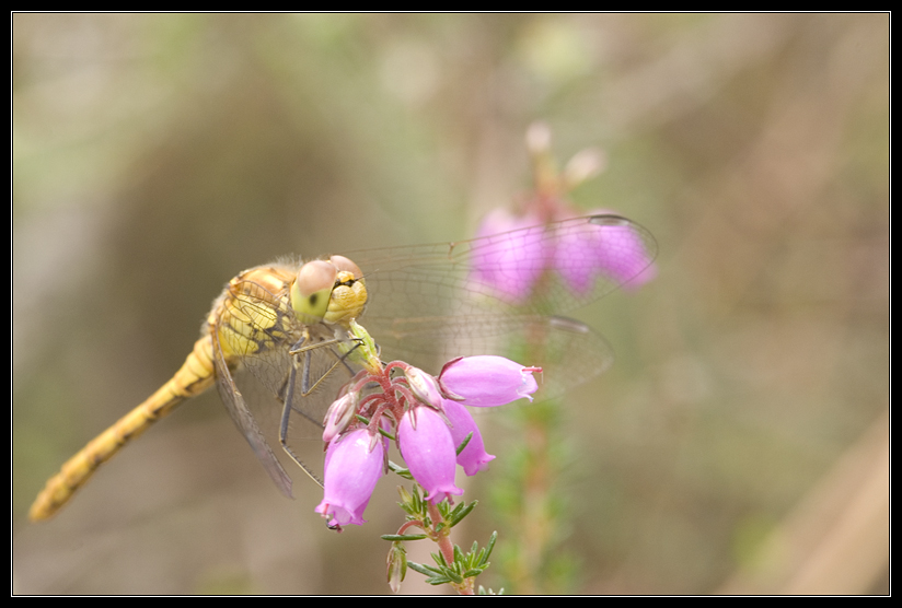 Macro_Hostens-18.jpg