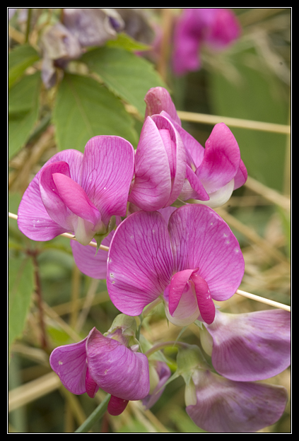 Macro_Hostens-2.jpg