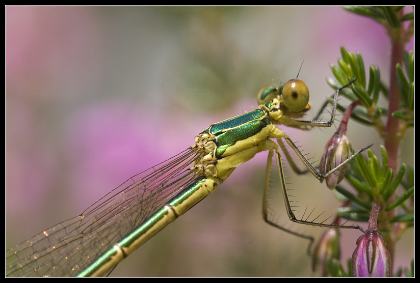 Macro_Hostens-34.jpg