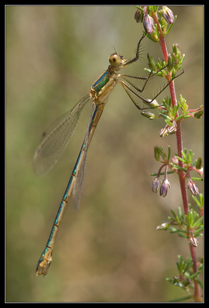 Macro_Hostens-42.jpg