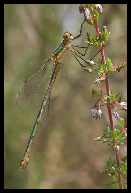 Macro_Hostens-44.jpg
