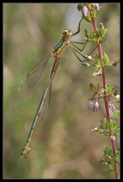 Macro_Hostens-45.jpg