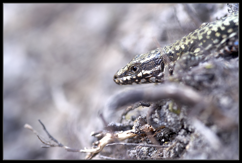 PICT0116-1.jpg