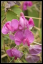 Macro_Hostens-1.jpg