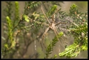 Macro_Hostens-11.jpg