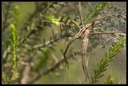 Macro_Hostens-14.jpg