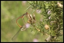 Macro_Hostens-16.jpg