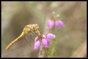 Macro_Hostens-17.jpg