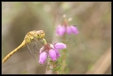 Macro_Hostens-19.jpg