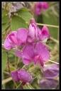Macro_Hostens-2.jpg