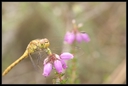 Macro_Hostens-20.jpg