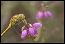 Macro_Hostens-21.jpg