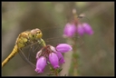 Macro_Hostens-22.jpg