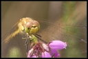 Macro_Hostens-25.jpg