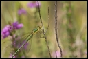Macro_Hostens-27.jpg