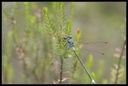 Macro_Hostens-3.jpg