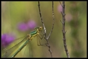 Macro_Hostens-30.jpg