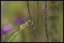 Macro_Hostens-31.jpg