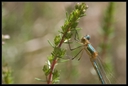 Macro_Hostens-37.jpg