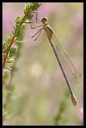 Macro_Hostens-39.jpg