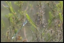 Macro_Hostens-4.jpg