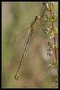 Macro_Hostens-41.jpg