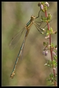 Macro_Hostens-42.jpg