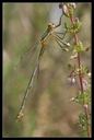Macro_Hostens-45.jpg