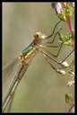 Macro_Hostens-46.jpg