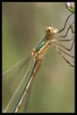Macro_Hostens-47.jpg