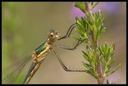 Macro_Hostens-48.jpg
