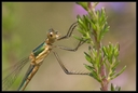 Macro_Hostens-49.jpg
