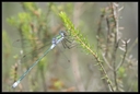 Macro_Hostens-5.jpg