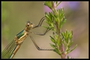 Macro_Hostens-50.jpg
