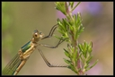 Macro_Hostens-52.jpg