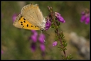 Macro_Hostens-53.jpg