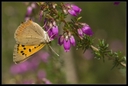 Macro_Hostens-55.jpg
