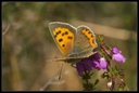 Macro_Hostens-56.jpg