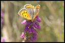 Macro_Hostens-58.jpg