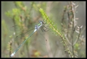 Macro_Hostens-6.jpg