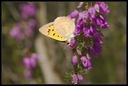 Macro_Hostens-60.jpg
